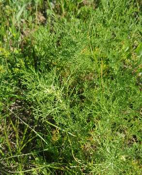 Image of Artemisia adamsii Bess.