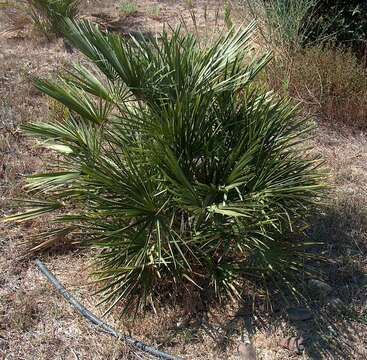 Image of fan palm