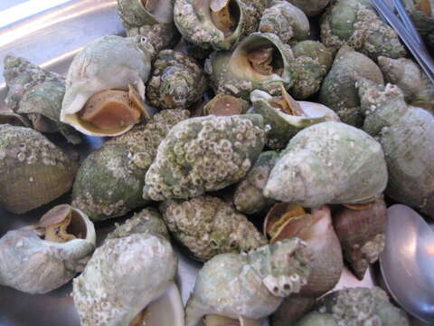 Image of Common whelk