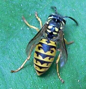 Image of Common wasp