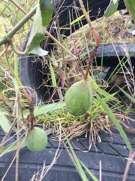 Image de Passiflora manicata (A. Juss.) Persoon