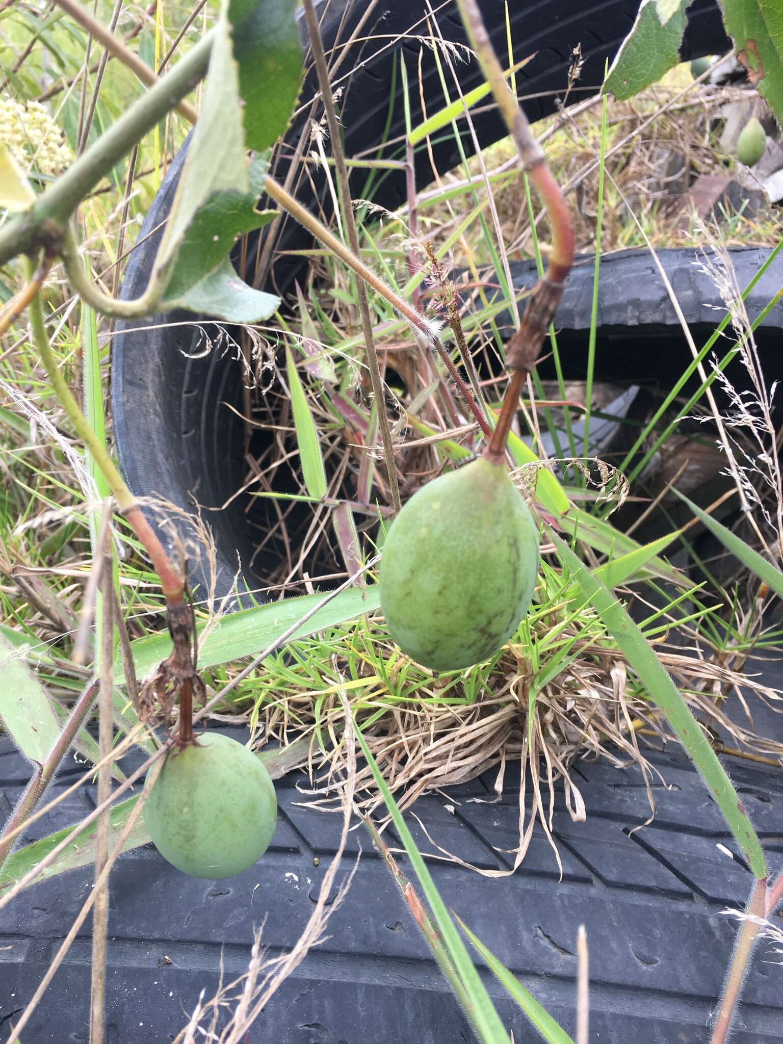 صورة Passiflora manicata (A. Juss.) Persoon