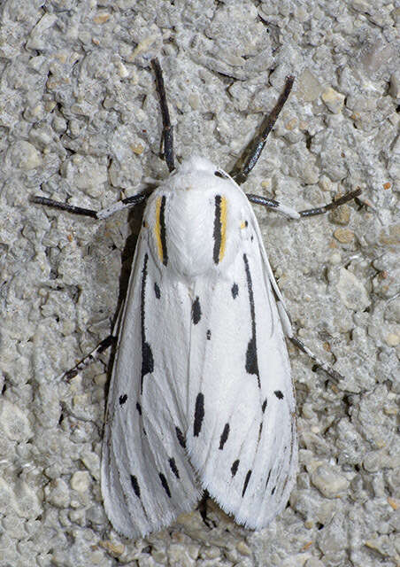 Image of Ectypia bivittata Clemens 1861