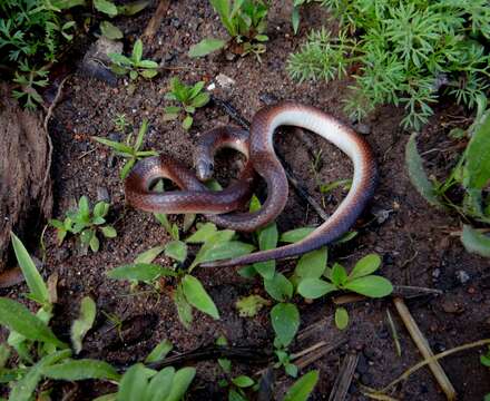 صورة Atractus reticulatus (Boulenger 1885)