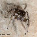 Image of Habronattus pugillis Griswold 1987