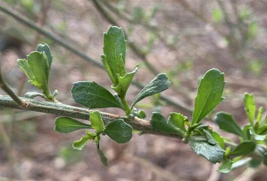 Image of Bigelow's false willow