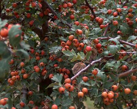 Image of Common Hawthorn