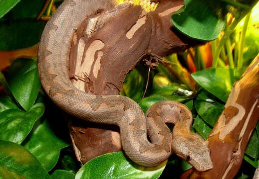 Image of New Guinea Tree Boa