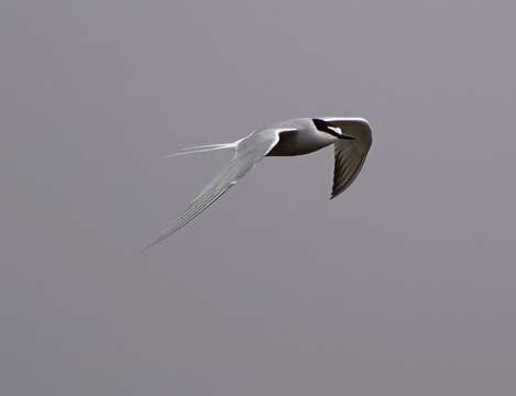 Image of Aleutian Tern