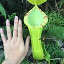 Image of Nepenthes longiptera Victoriano