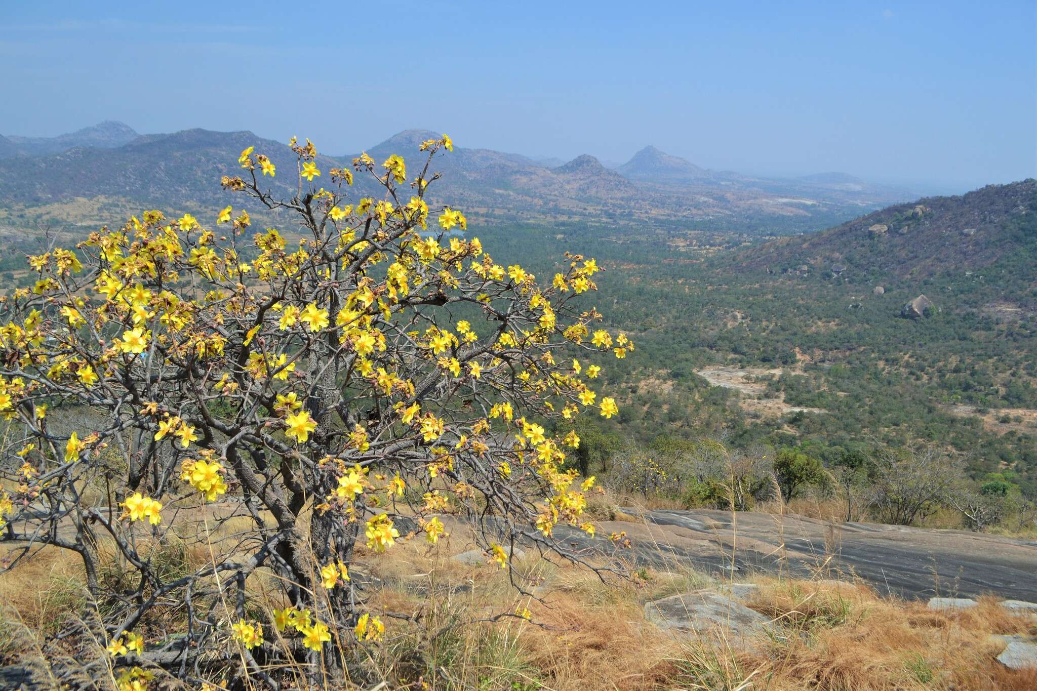 Cochlospermum religiosum (L.) Alston resmi