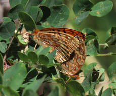 Image de Speyeria hesperis ratonensis Scott 1981