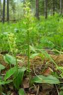 Image of bluntleaved orchid