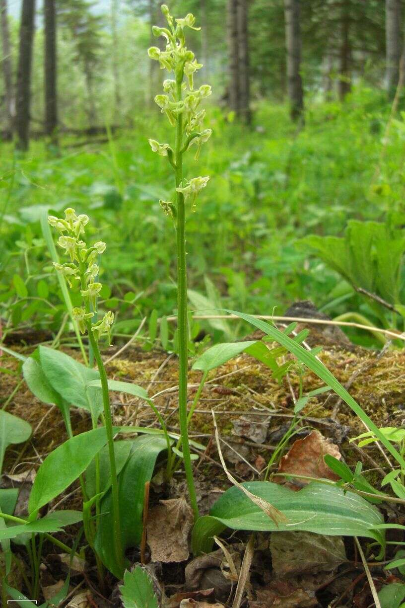 Image of bluntleaved orchid