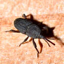 Image of Weevil