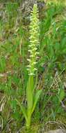 Image of Slender bog orchid