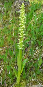 Image of Slender bog orchid