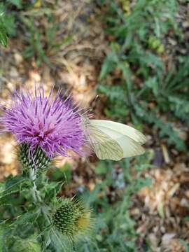 Image of pallid tilewhite