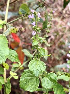 صورة Cantinoa mutabilis (Rich.) Harley & J. F. B. Pastore