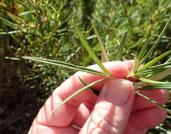 Image of Searsia rosmarinifolia (Vahl) F. A. Barkley