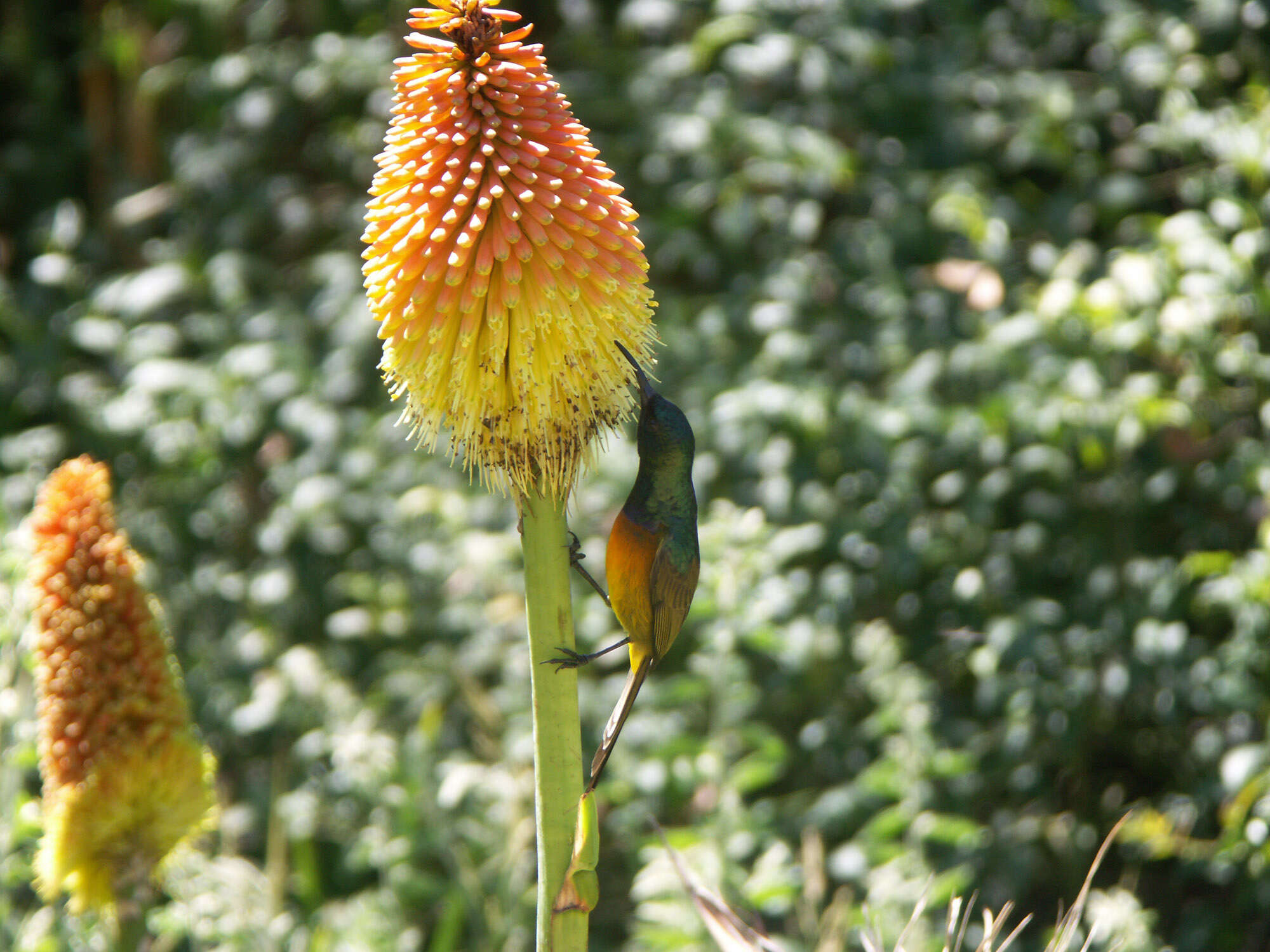 Imagem de Kniphofia uvaria (L.) Oken