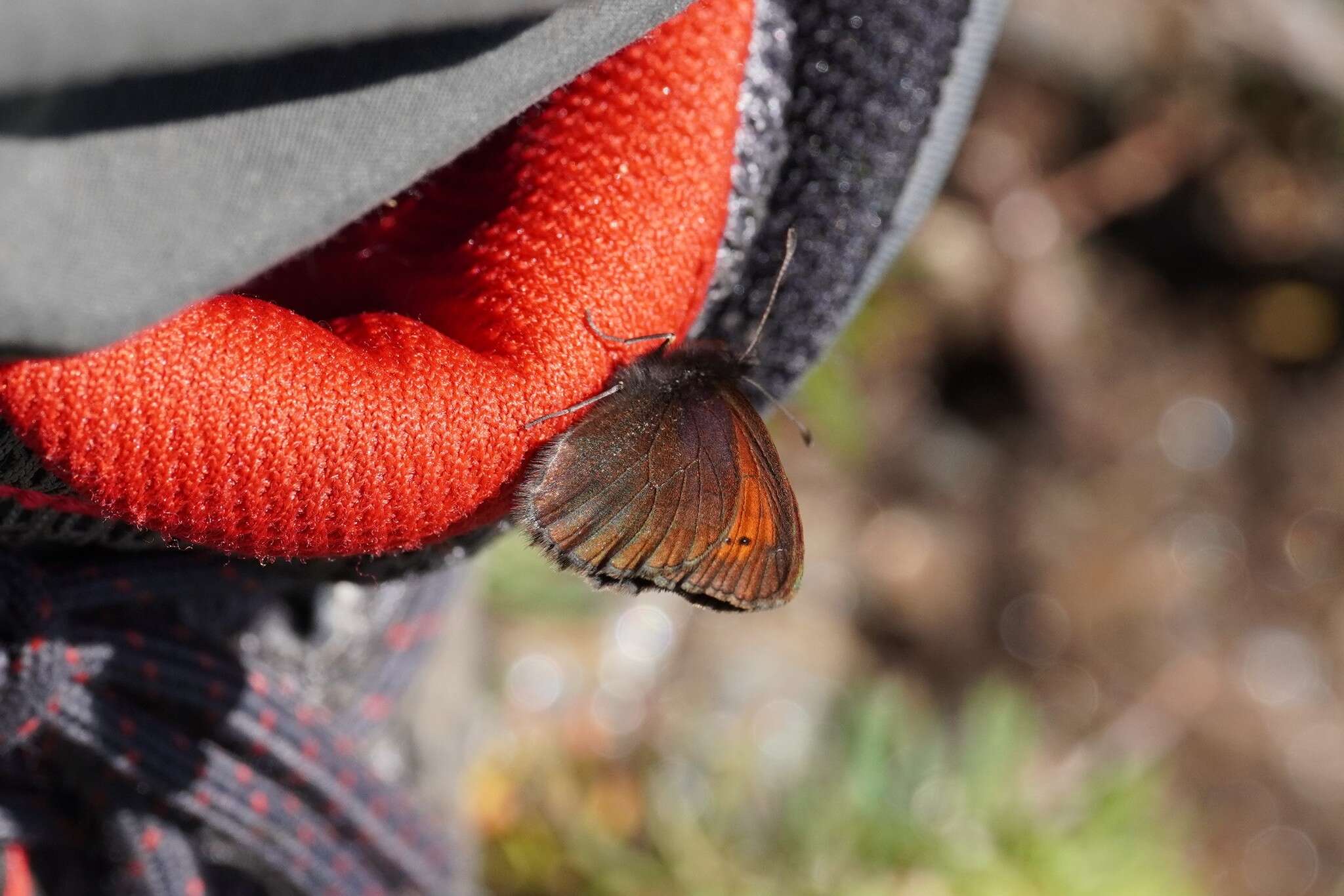 Image of Mnestra’s Ringlet