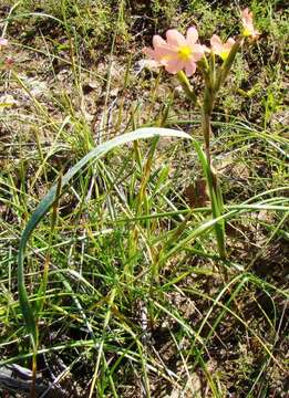 Moraea bifida (L. Bolus) Goldblatt resmi