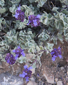 Image of purple sage