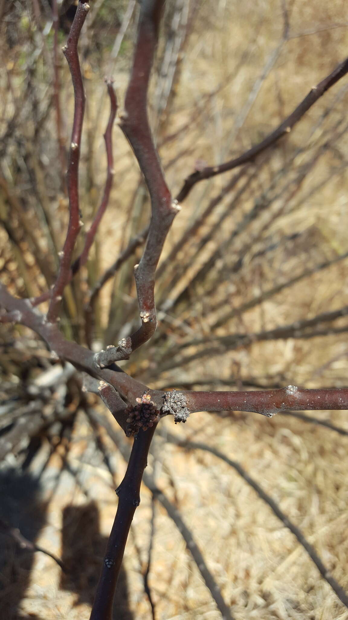 Image of Jatropha oaxacana J. Jiménez Ram. & R. Torres