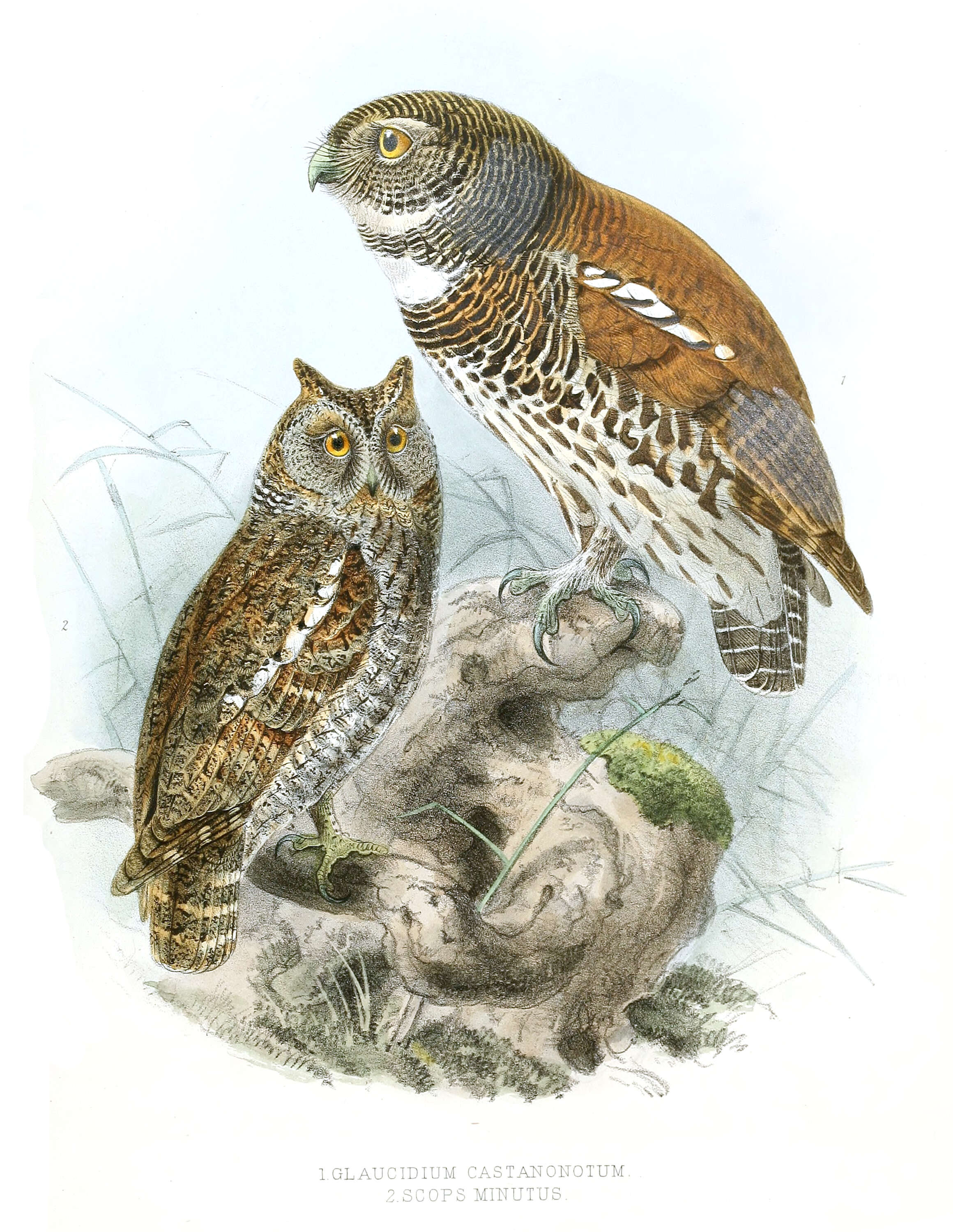 Image of Chestnut-backed Owlet