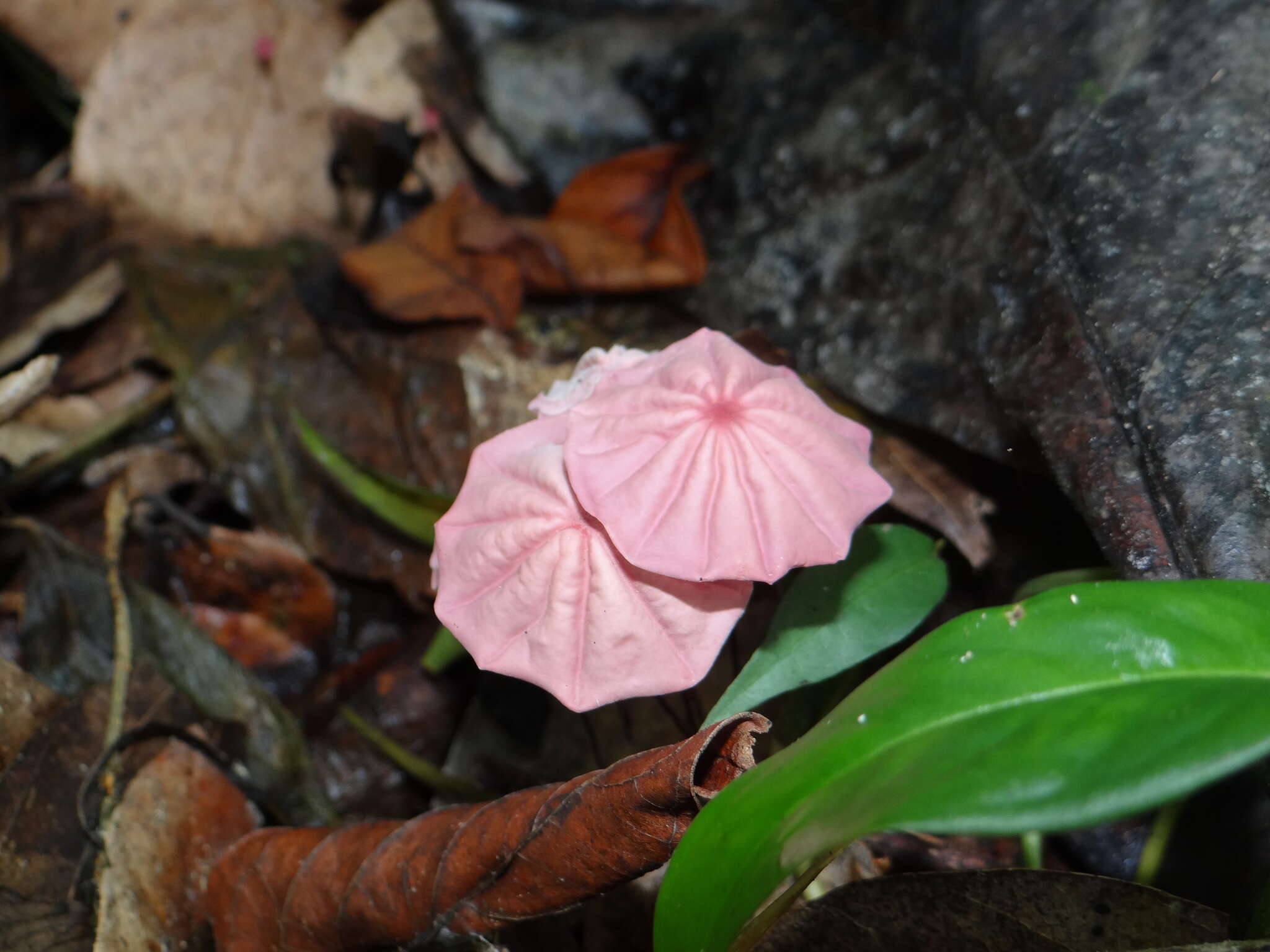 Image of Marasmius haematocephalus (Mont.) Fr. 1838