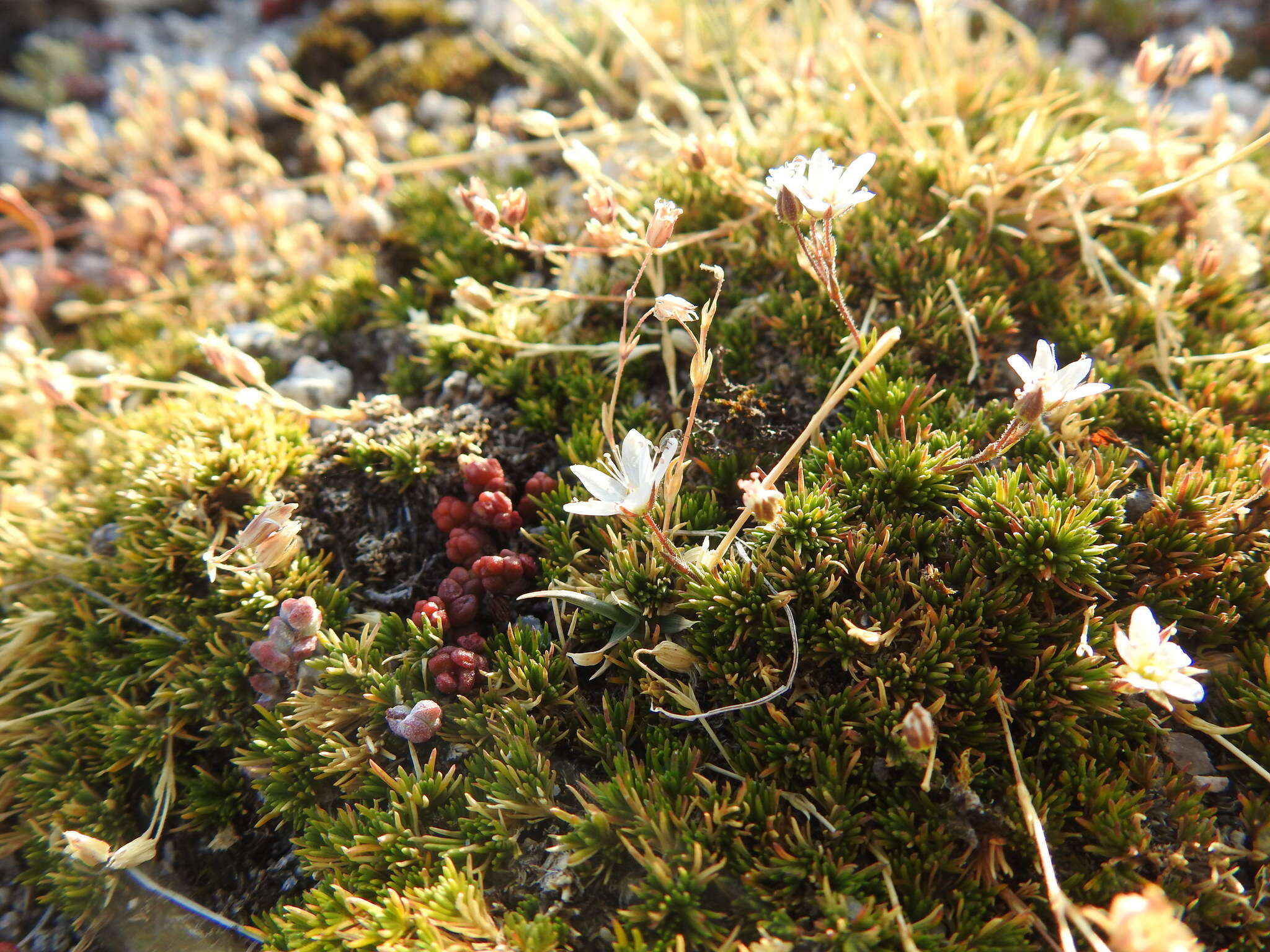 Image of Minuartia recurva (All.) Schinz & Thell.