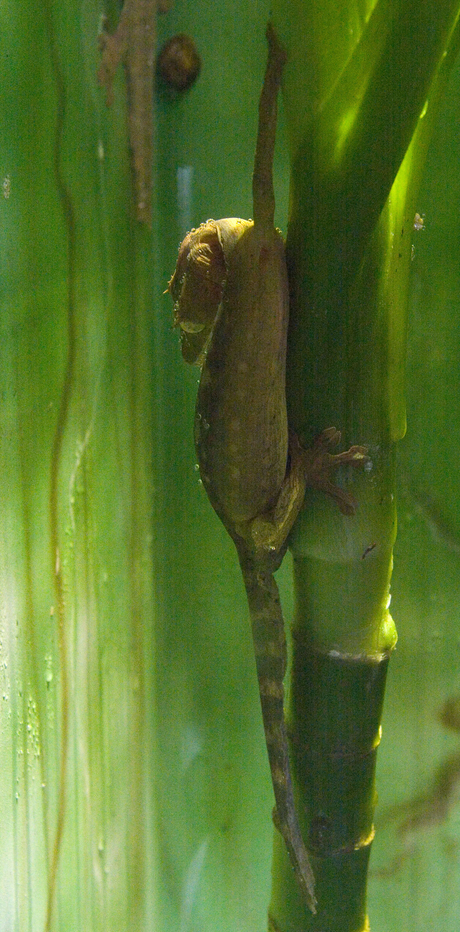 Image of Lined Flat-tail Gecko