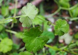 Imagem de Hydrocotyle novae-zealandiae var. robusta (Kirk) Cheesem.