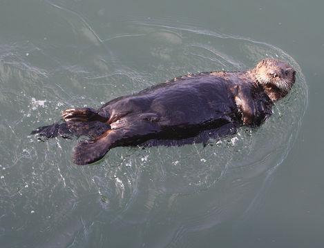 Image of Sea Otter