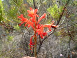 Imagem de Tritoniopsis burchellii (N. E. Br.) Goldblatt