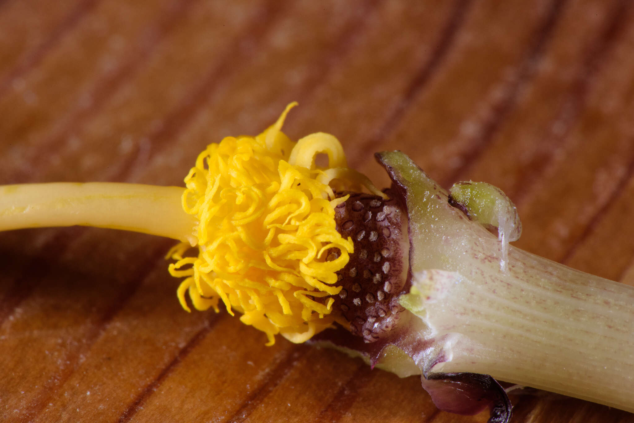 Image of Typhonium roxburghii Schott