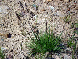 Imagem de Agrostis canina L.