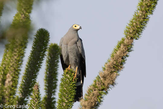 Image of Madagascan Harrier-Hawk