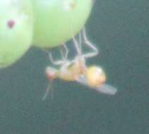 Image of Seed chalcid wasp