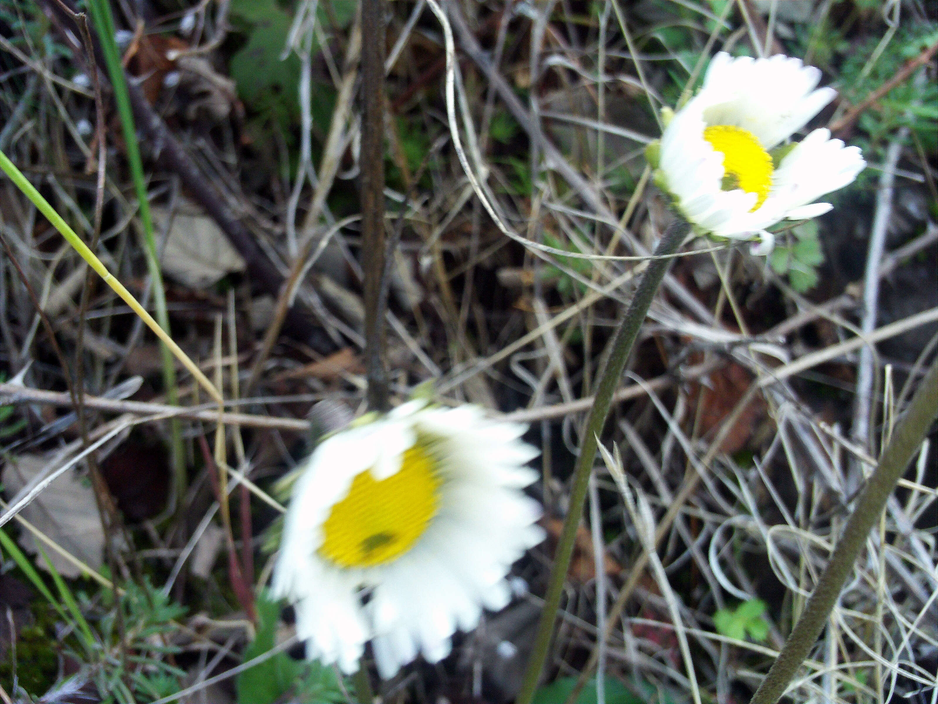 Image of Annual daisy