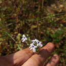 Lavandula bipinnata (Roth) Kuntze的圖片