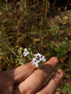 Image of Lavandula bipinnata (Roth) Kuntze