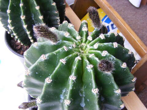 Image of Echinopsis oxygona