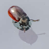 Image of Chrysolina (Chalcoidea) marginata (Linnaeus 1758)