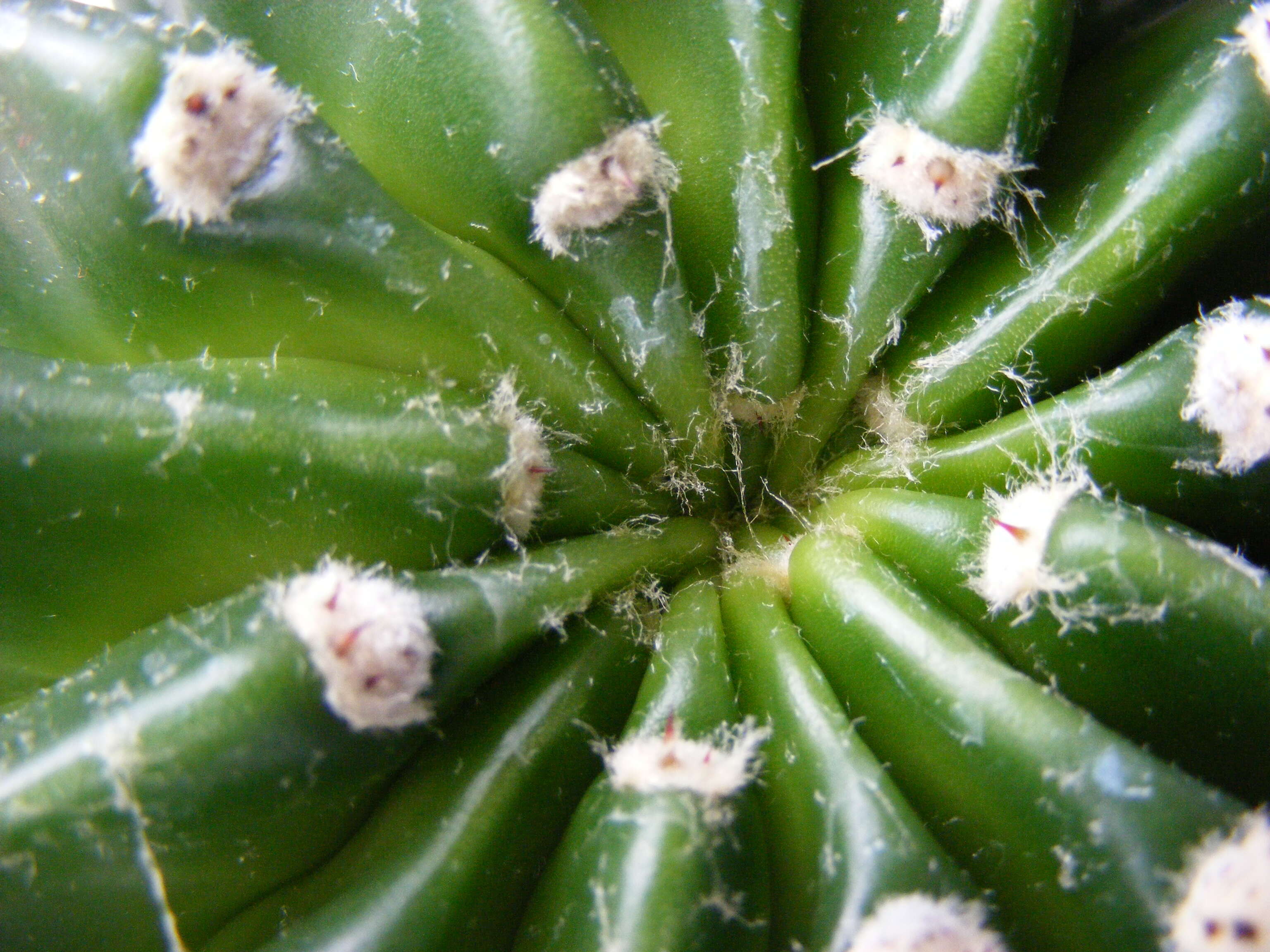 Image of Echinopsis oxygona