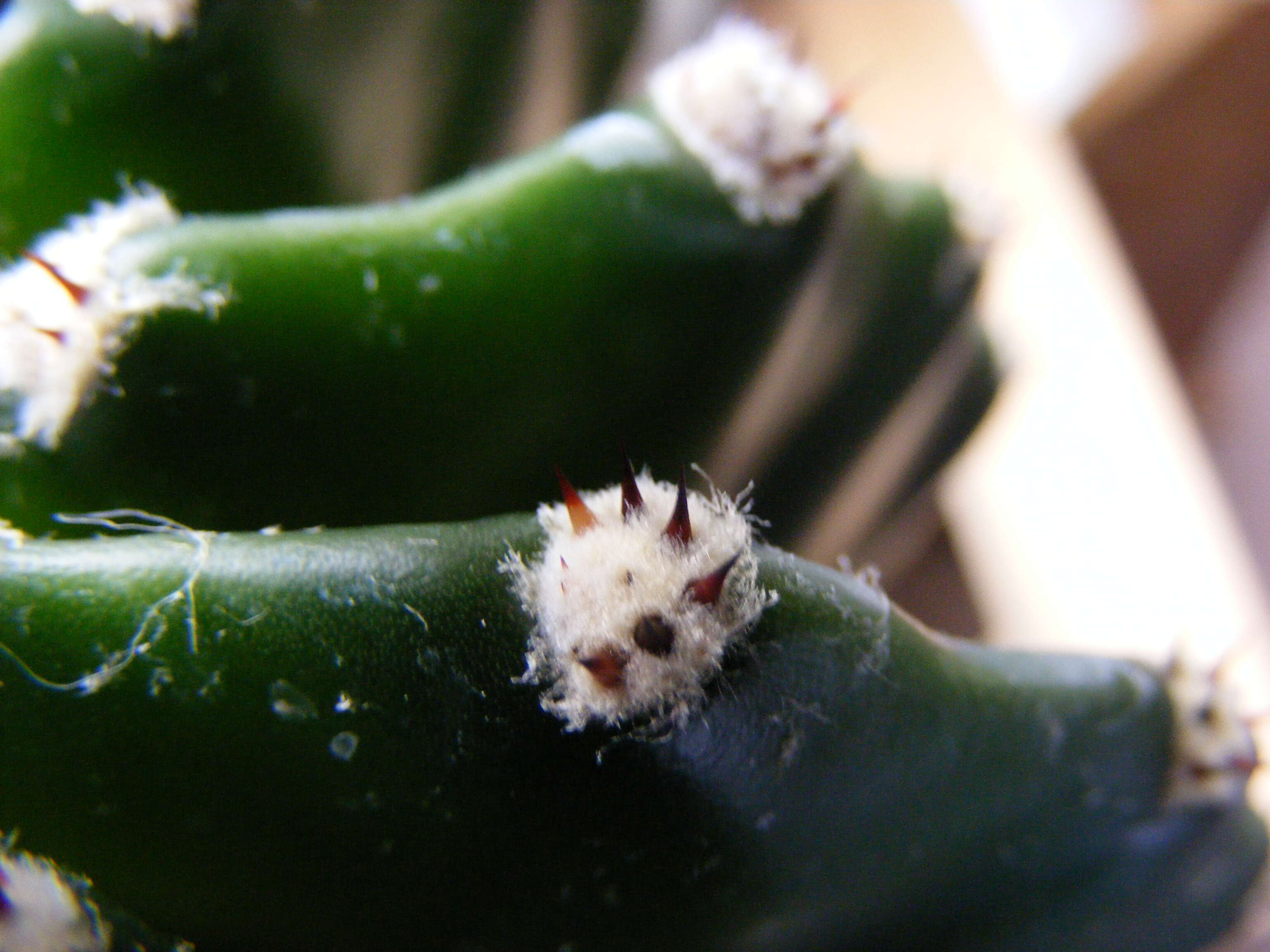 Image of Echinopsis oxygona