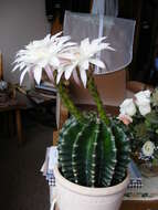 Image of Echinopsis oxygona