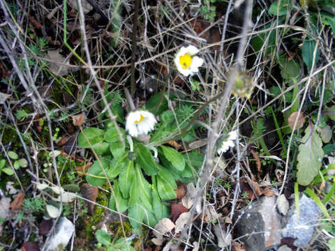 Image of Bellis annua L.