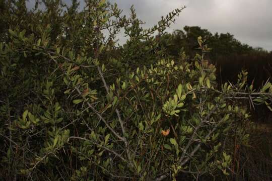 Image of Common Spike Thorn